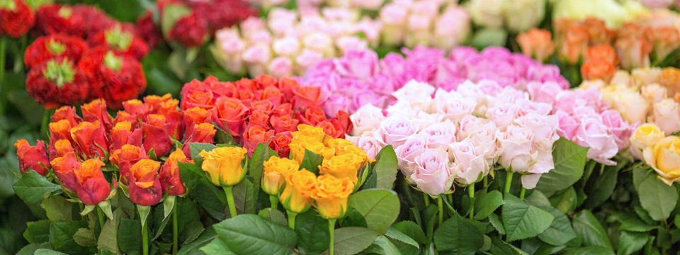 Kwiaty, dodatki – szeroka oferta produktów