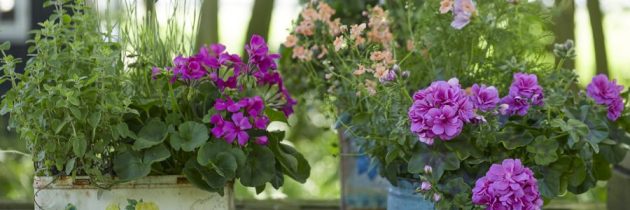 Kwiatowy raj w dobrym stylu – klasycznym, vintage czy green living. Pelargonie to niezwykle wszechstronne rośliny!